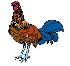 Rooster