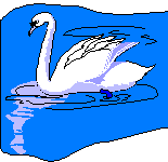 Swan