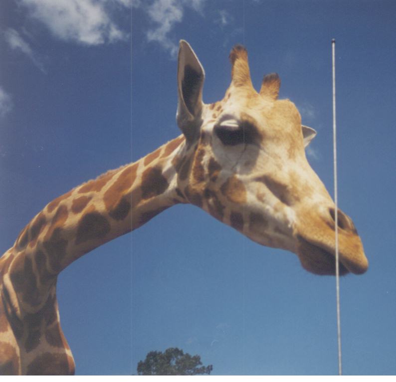 giraffe.jpg (44795 bytes)